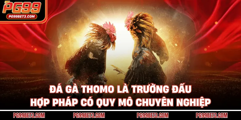 Đá gà Thomo là trường đấu hợp pháp có quy mô chuyên nghiệp